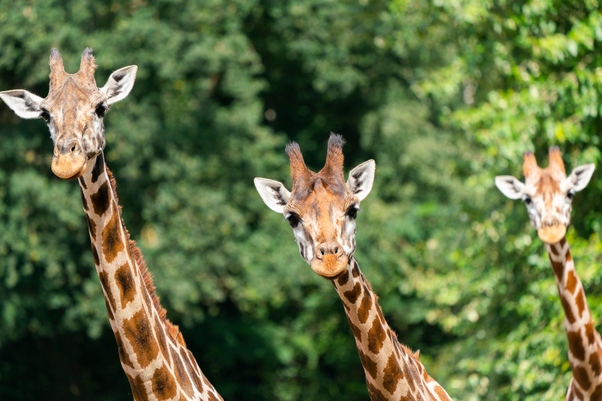 Zwei Giraffen