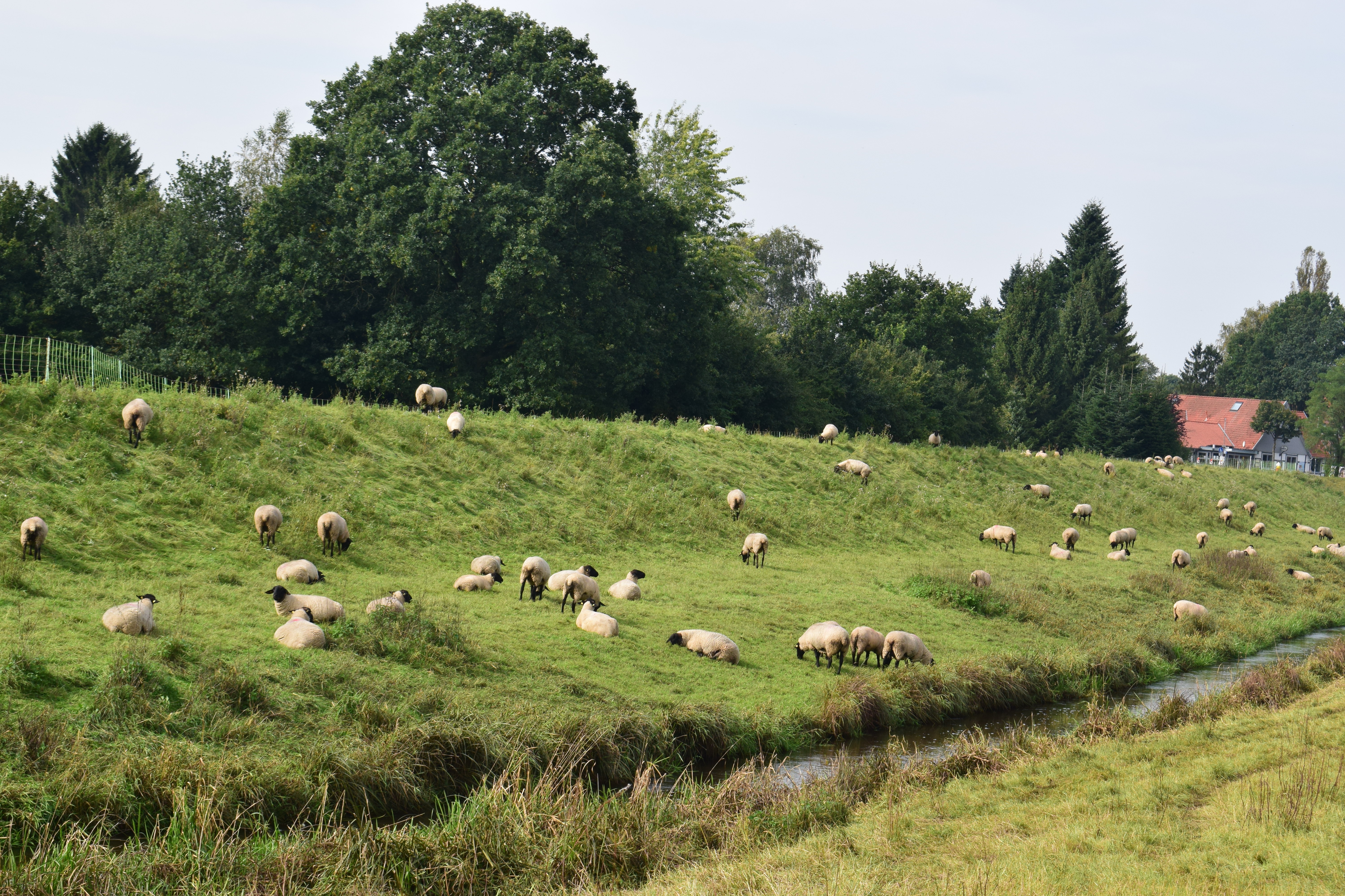 Schafe grasen auf dem Deich