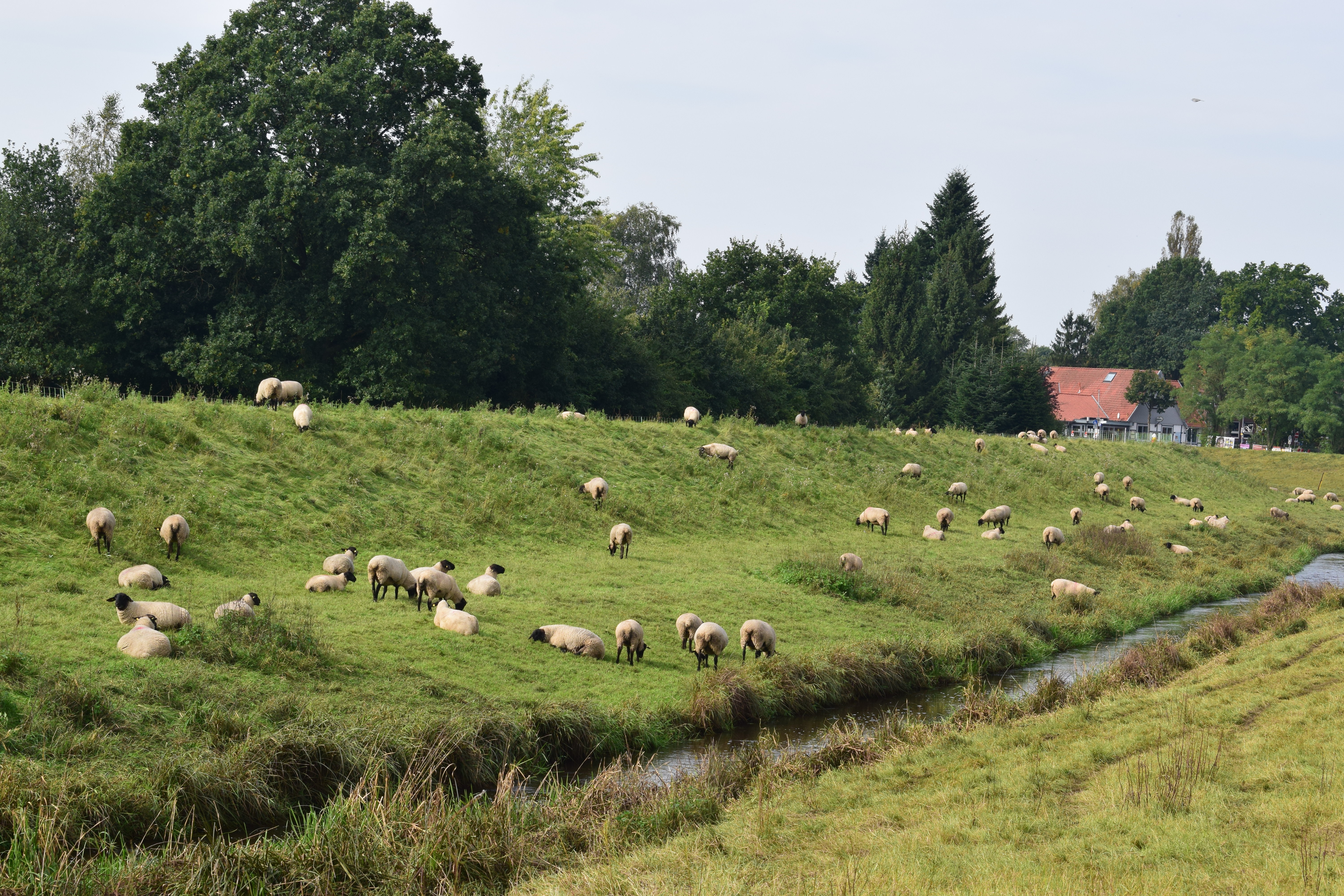 Schafe grasen auf dem Deich