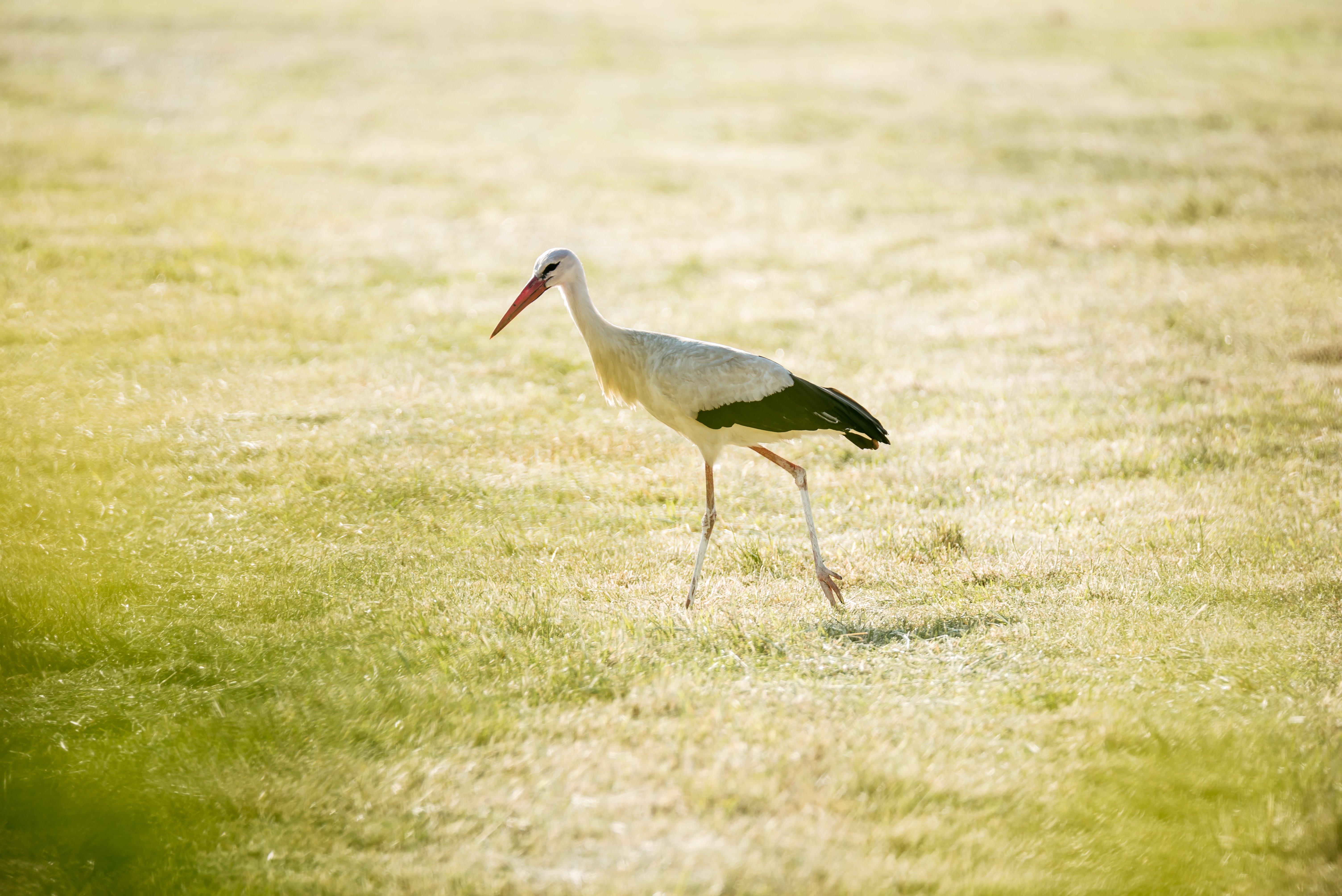 EW LH ALT Shooting 3