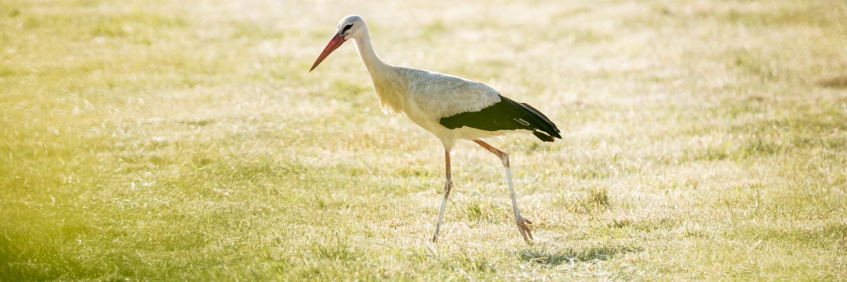 EW LH ALT Shooting 3